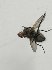 Eustala anastera