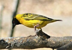 Ploceus cucullatus