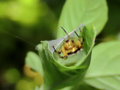Araneidae