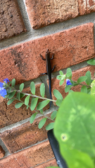 Plestiodon inexpectatus