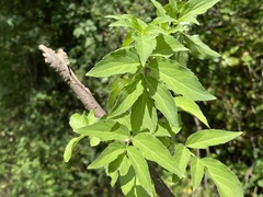 Sambucus canadensis