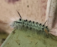 Lophocampa caryae