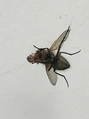 Eustala anastera