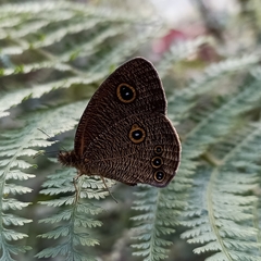 Ypthima nikaea
