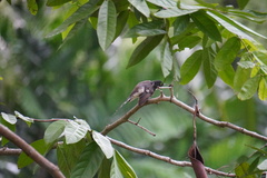 Rhipidura javanica