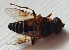 Eristalis