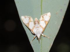 Cirrhochrista kosemponialis