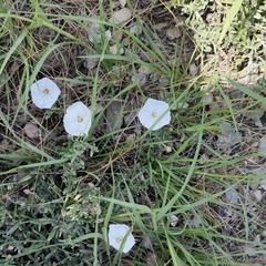 Convolvulaceae