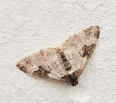 Xanthorhoe fluctuata