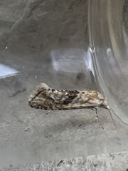 Cochylimorpha straminea