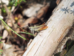 Gomphocerippus rufus