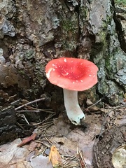 Russula