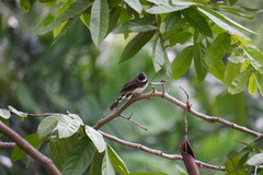 Rhipidura javanica