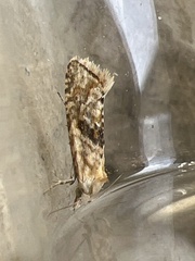 Cochylimorpha straminea