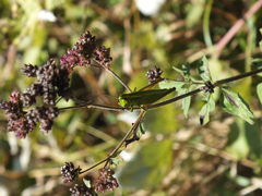Euthystira brachyptera