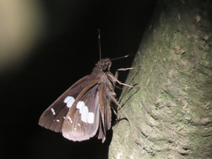 Notocrypta curvifascia