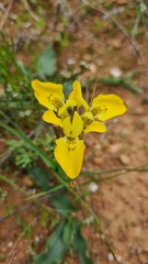 Moraea ciliata