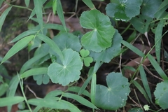 Hydrocotyle nepalensis
