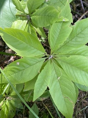 Lysimachia borealis