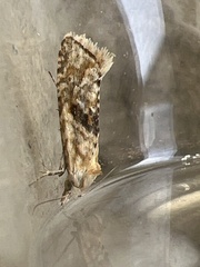 Cochylimorpha straminea