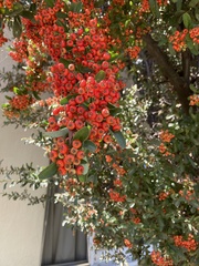 Pyracantha angustifolia