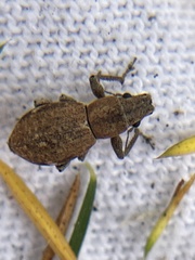 Pantomorus cervinus