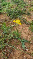 Moraea ciliata