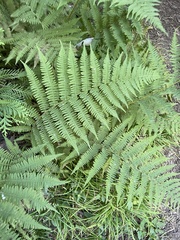 Athyrium angustum
