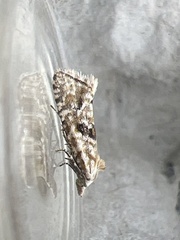 Cochylimorpha straminea