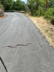 Elaphe quatuorlineata