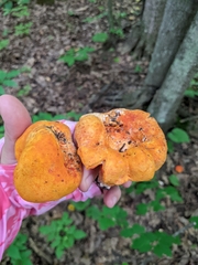 Hypomyces lactifluorum