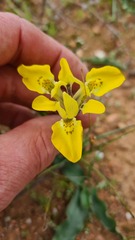 Moraea ciliata