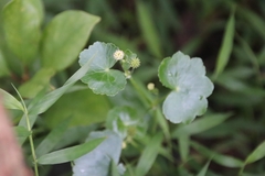 Hydrocotyle nepalensis