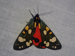 Callimorpha dominula