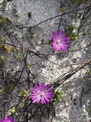 Drosanthemum