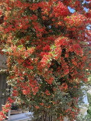 Pyracantha angustifolia