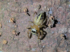 Yaginumaella lobata