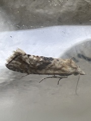Cochylimorpha straminea