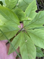 Lysimachia borealis