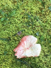 Russula compacta