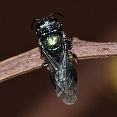 Palaeorhiza reginarum