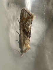 Cochylimorpha straminea