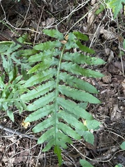 Woodwardia areolata