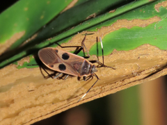 Physopelta fusciscutellata