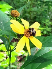 Helianthus strumosus