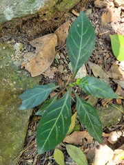 Lepidagathis formosensis
