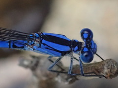 Argia lacrimans