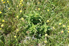Gentiana cruciata