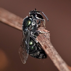 Palaeorhiza reginarum