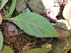 Lepidagathis formosensis